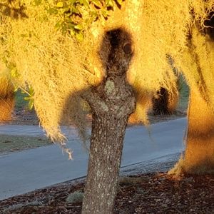 Meet your Posher, Shane